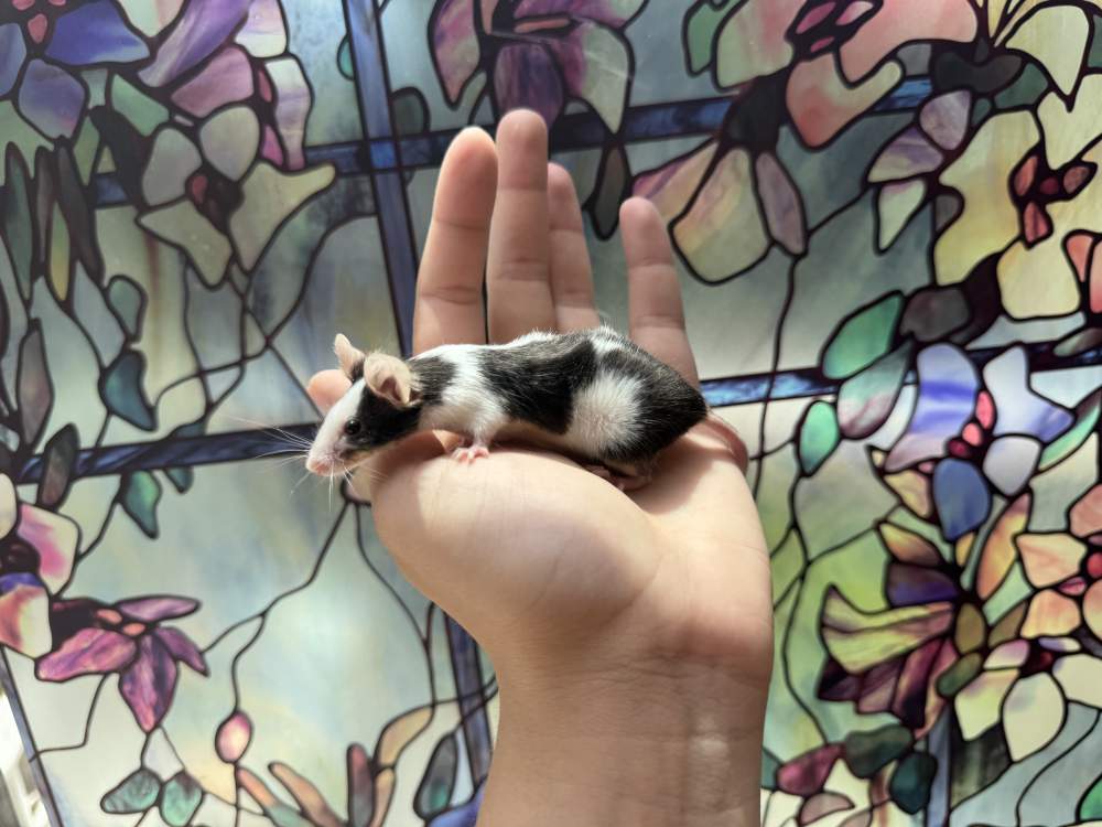 Fancy mouse Breeder Mus musculus 