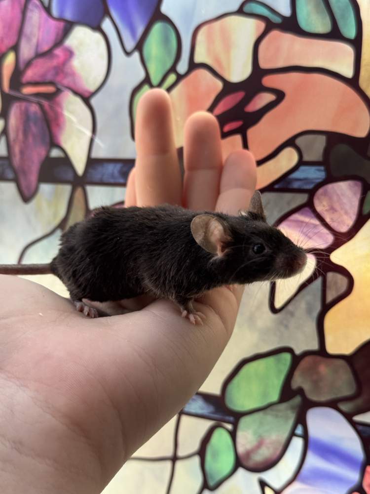 Fancy mouse Retired Mus musculus 