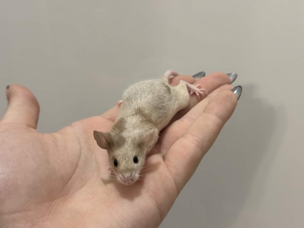 Fancy mouse Breeder Mus musculus 