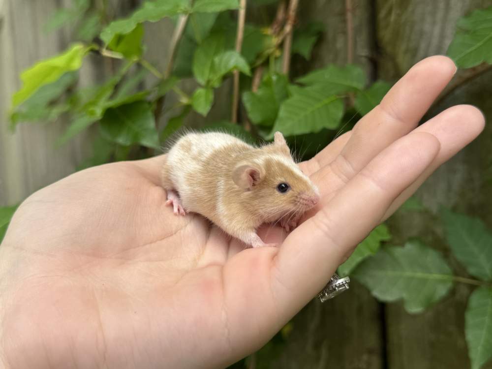 Fancy mouse Breeder Mus musculus 