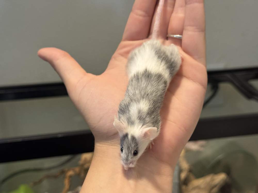 Fancy mouse Breeder Mus musculus 