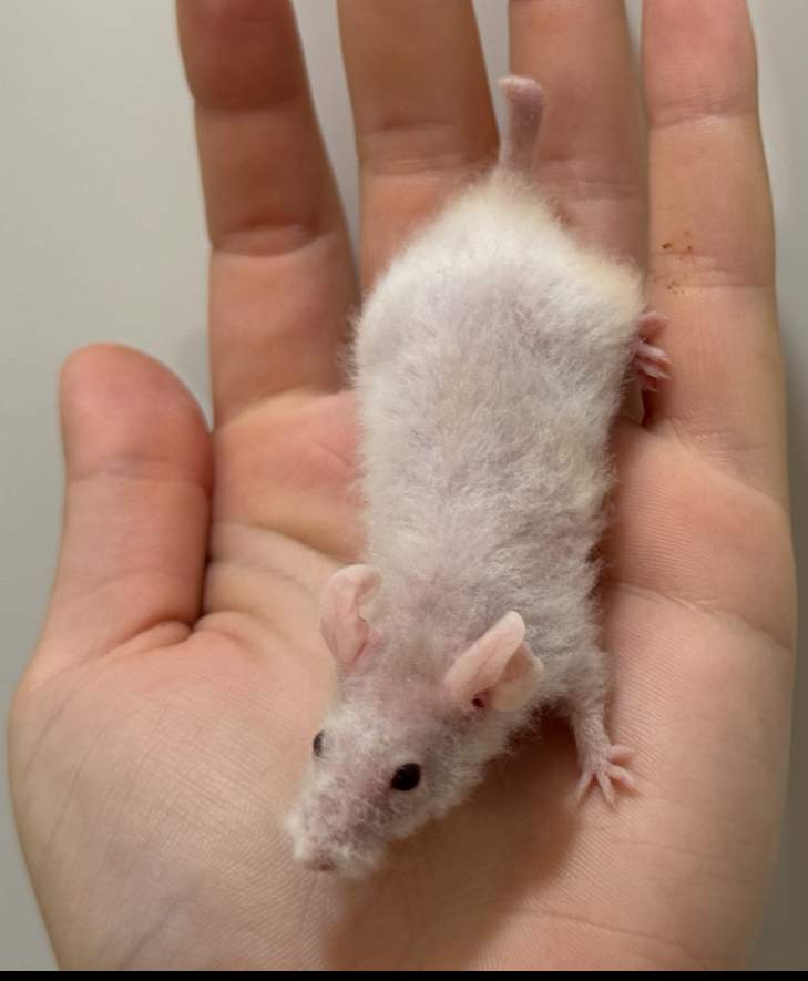 Fancy mouse Breeder Mus musculus 