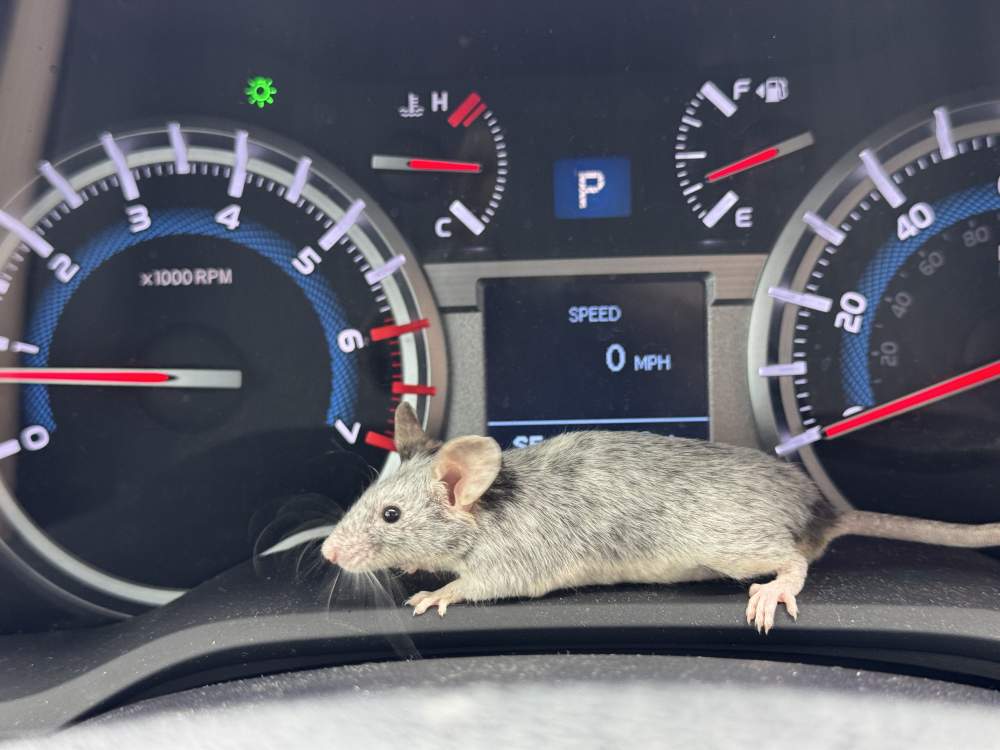 Fancy mouse Breeder Mus musculus 