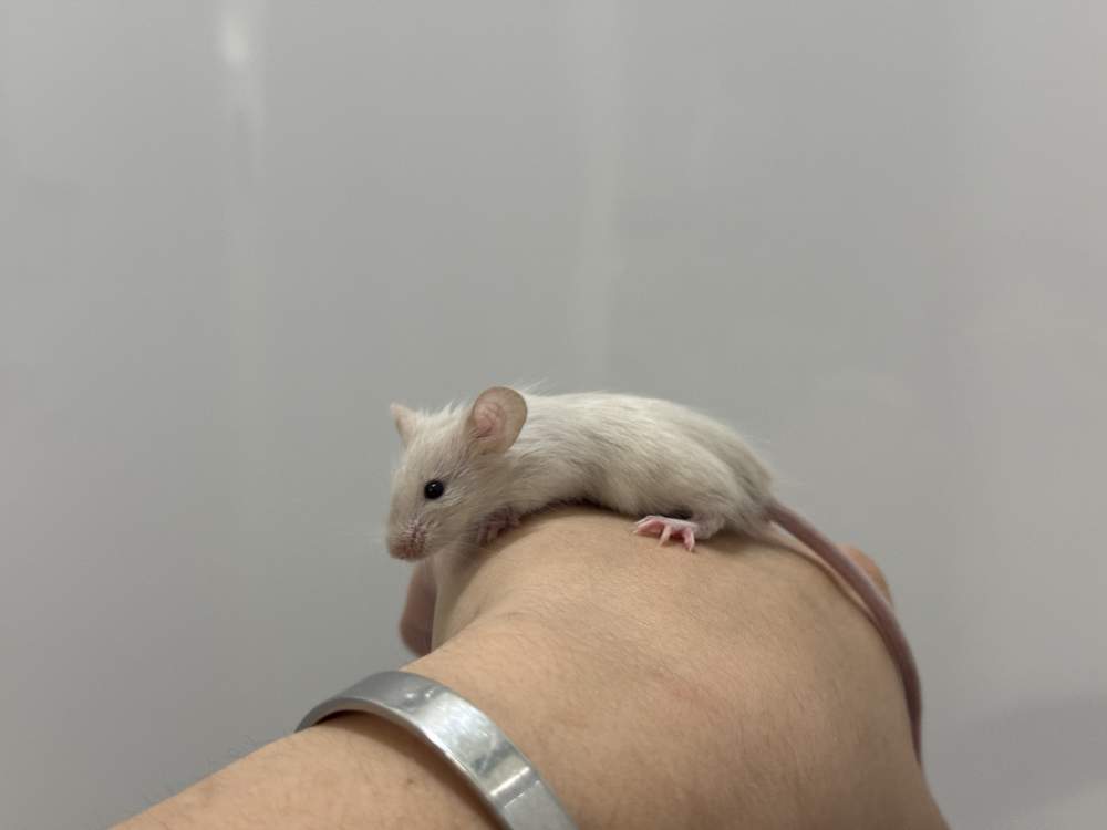 Fancy mouse Breeder Mus musculus 