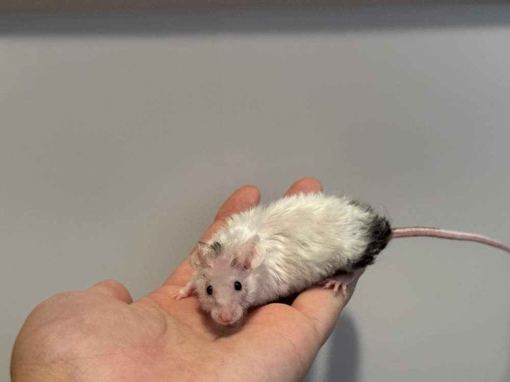 Fancy mouse Breeder Mus musculus 