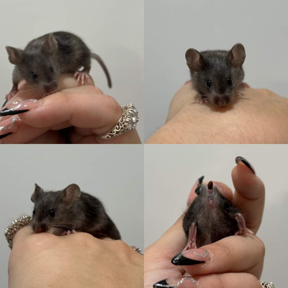 Fancy mouse Breeder Mus musculus 