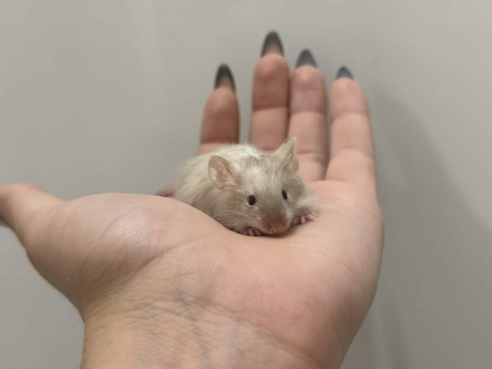 Fancy mouse Available for rehoming Mus musculus 