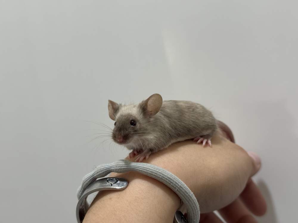 Fancy mouse Breeder Mus musculus 