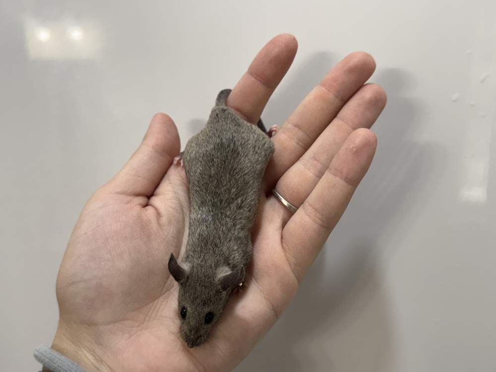 Fancy mouse Breeder Mus musculus 