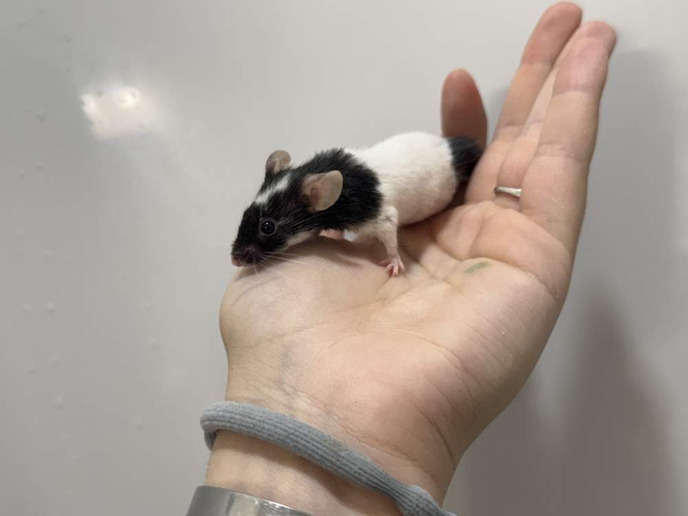 Fancy mouse Retired Mus musculus 