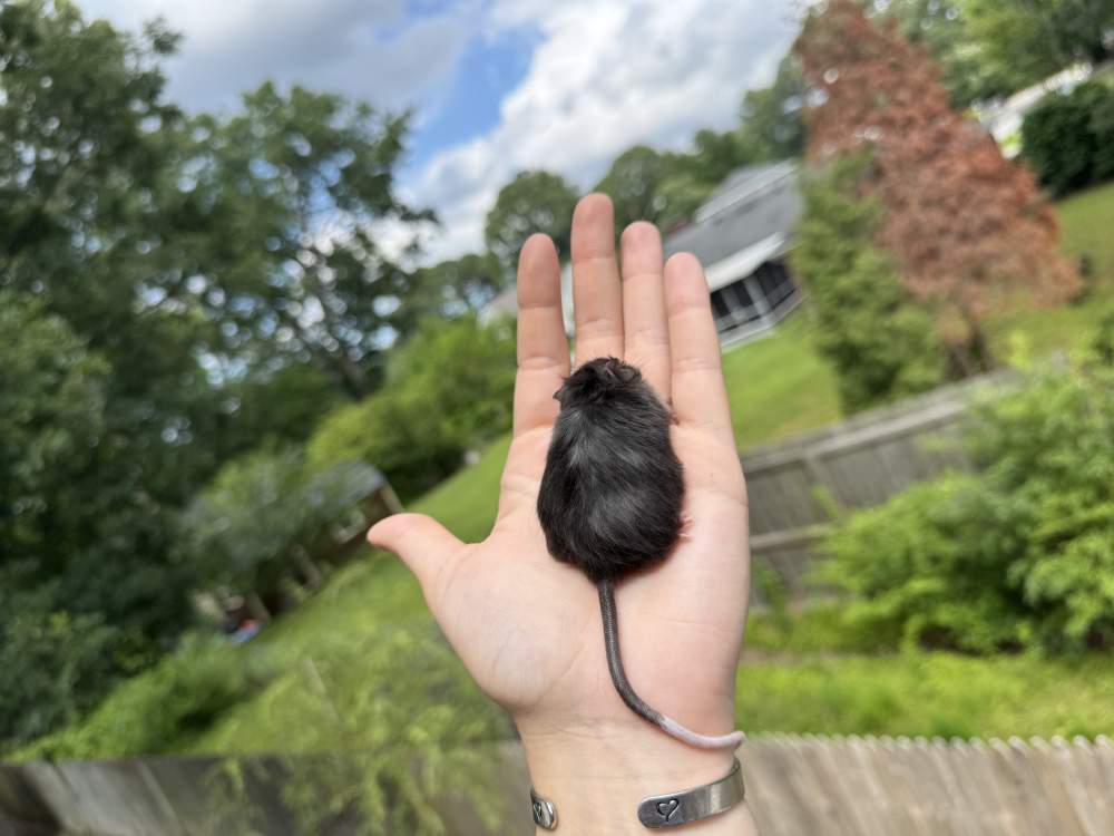 Fancy mouse Breeder Mus musculus 