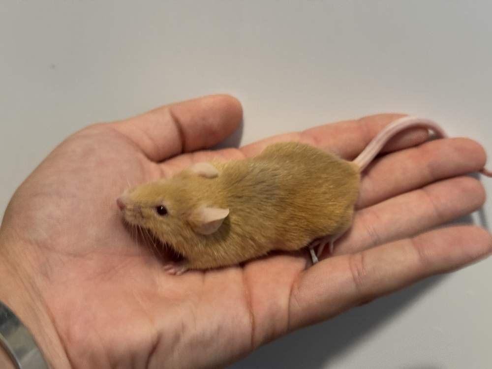 Fancy mouse Deceased Mus musculus 