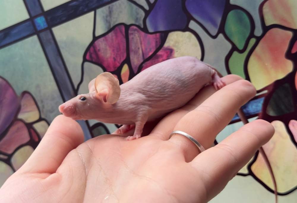 Fancy mouse Breeder Mus musculus 