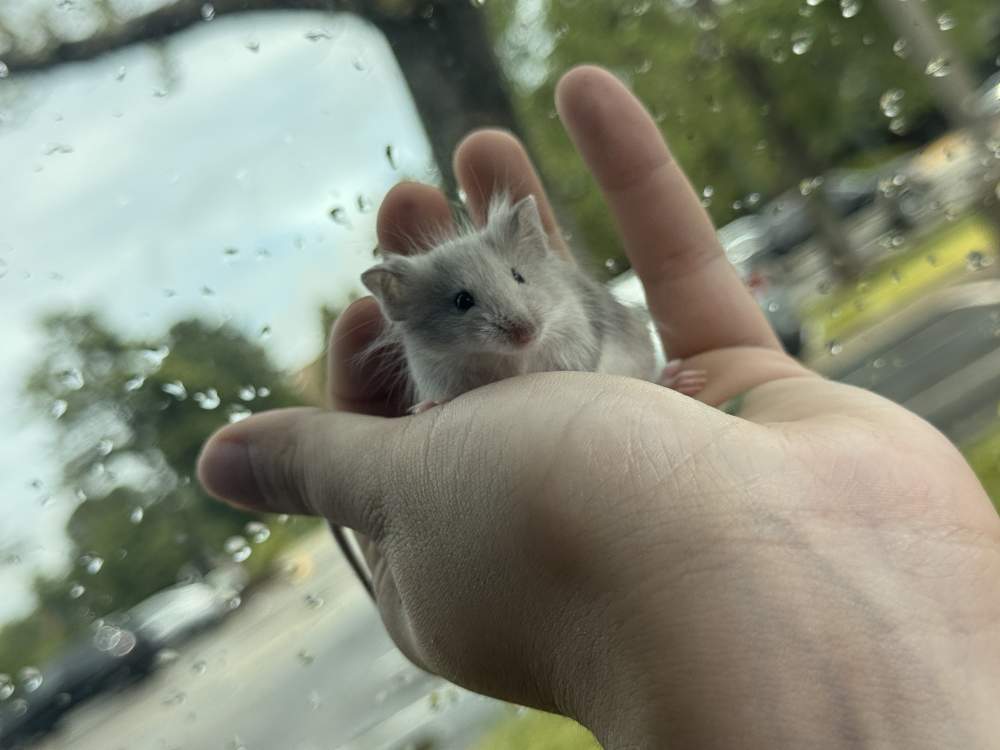 Fancy mouse Breeder Mus musculus 