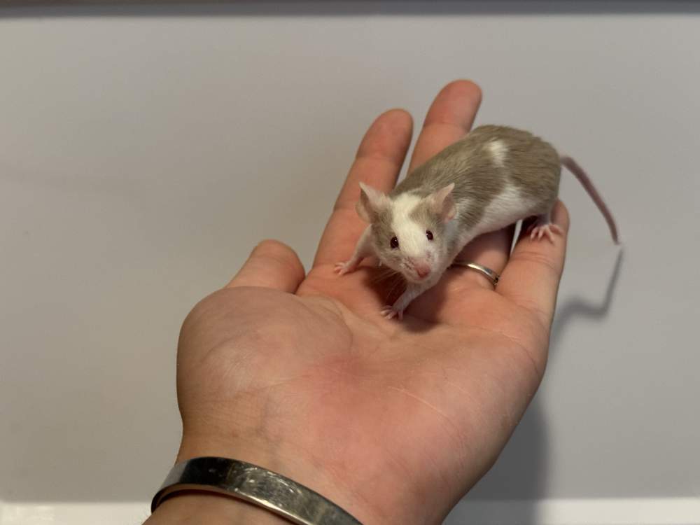 Fancy mouse Available for rehoming Mus musculus 