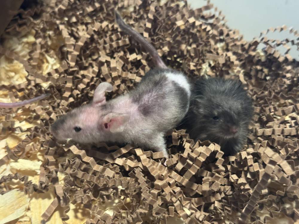Fancy mouse Breeder Mus musculus 