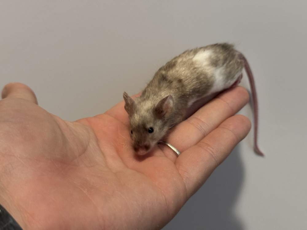 Fancy mouse Pet only Mus musculus 