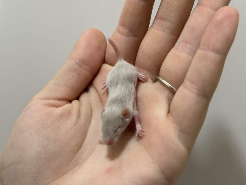 Fancy mouse Owned by other Mus musculus 
