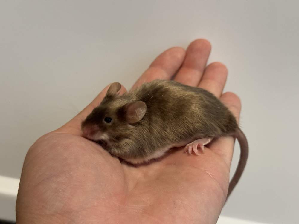 Fancy mouse Breeder Mus musculus 