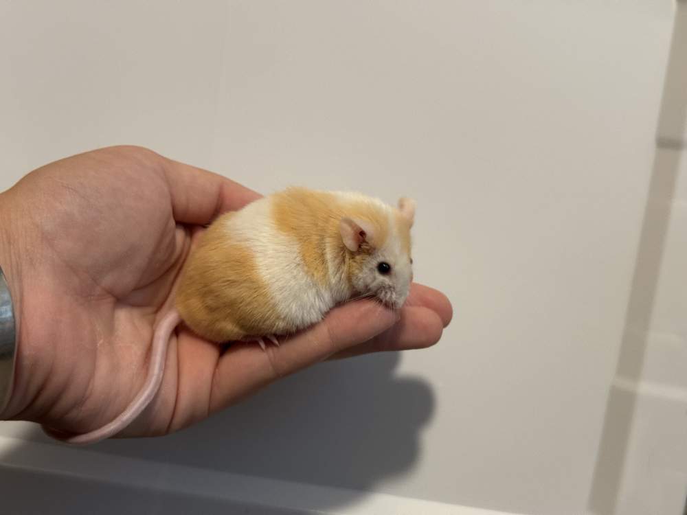 Fancy mouse Retired Mus musculus 