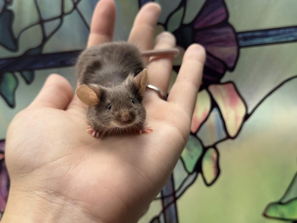 Fancy mouse Breeder Mus musculus 