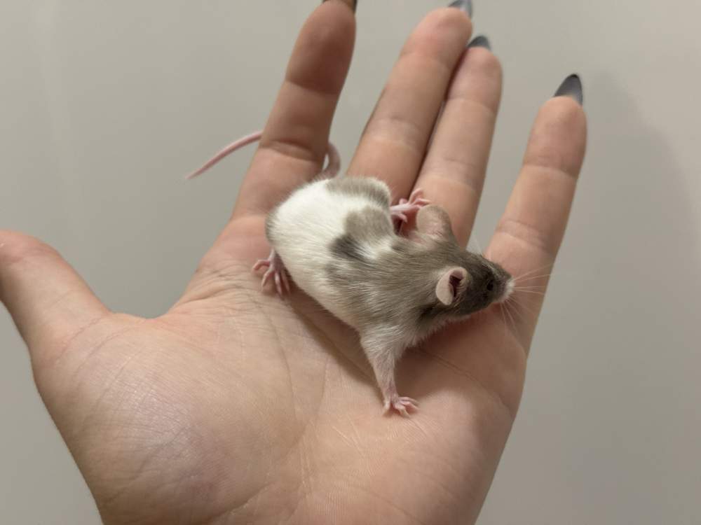 Fancy mouse Breeder Mus musculus 
