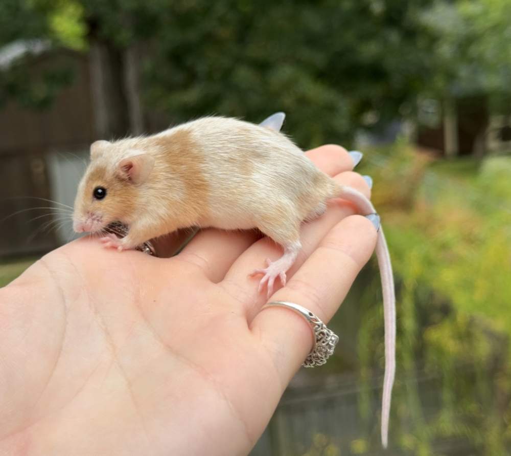 Fancy mouse Breeder Mus musculus 