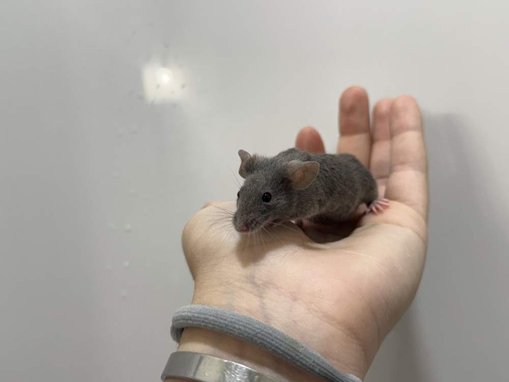Fancy mouse Pet only Mus musculus 