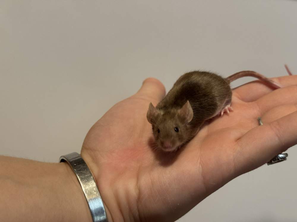 Fancy mouse Pet only Mus musculus 