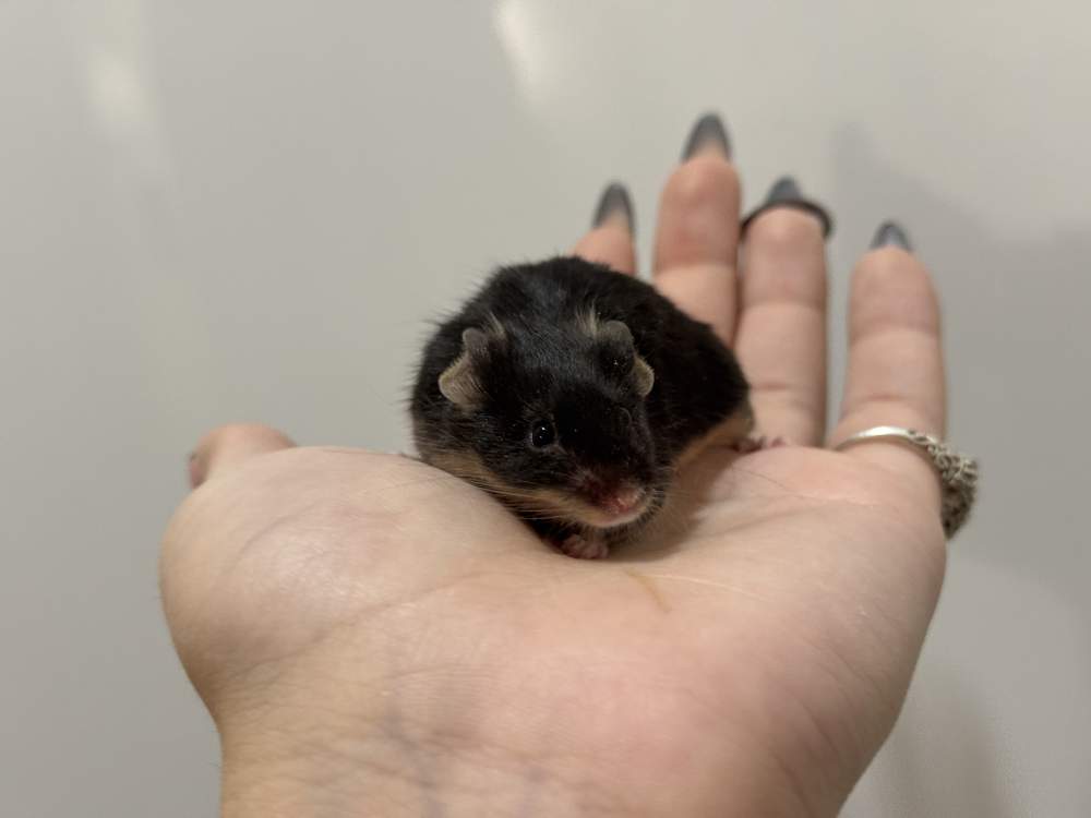Fancy mouse Breeder Mus musculus 
