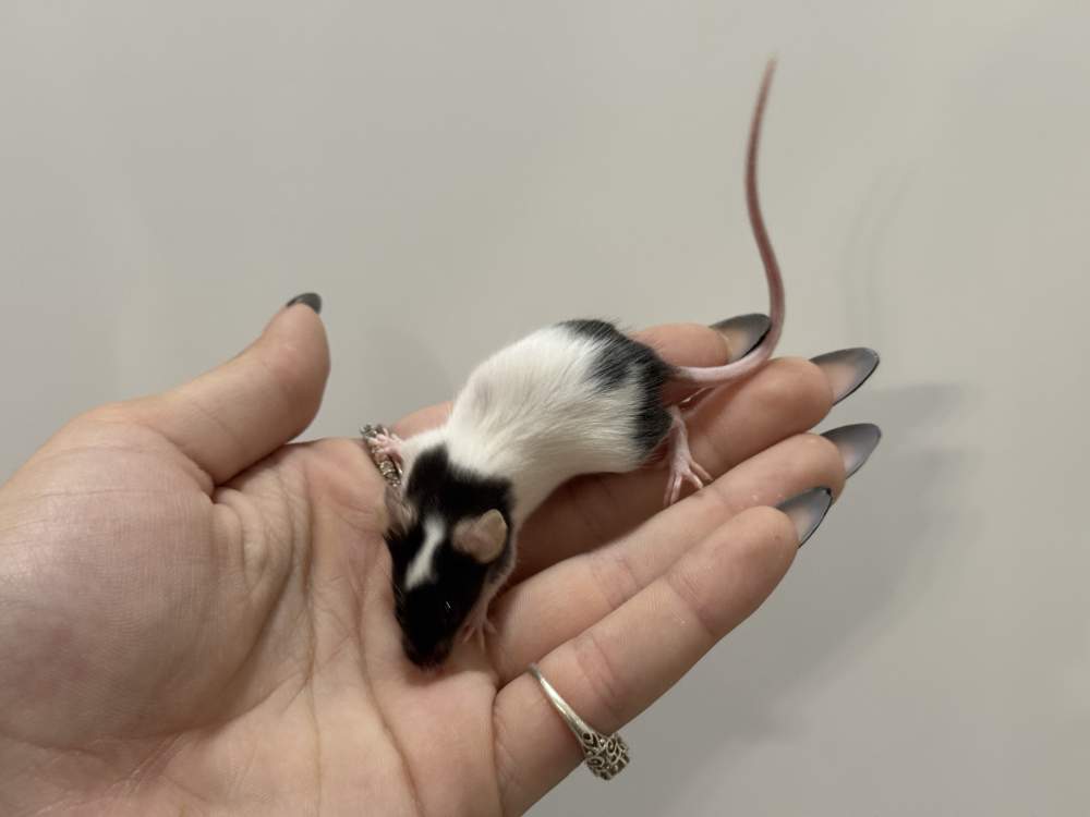 Fancy mouse Available for rehoming Mus musculus 