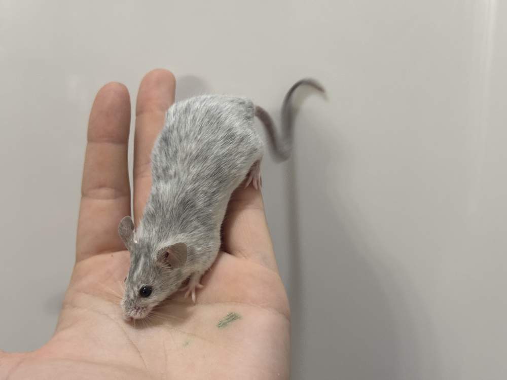 Fancy mouse Available for rehoming Mus musculus 