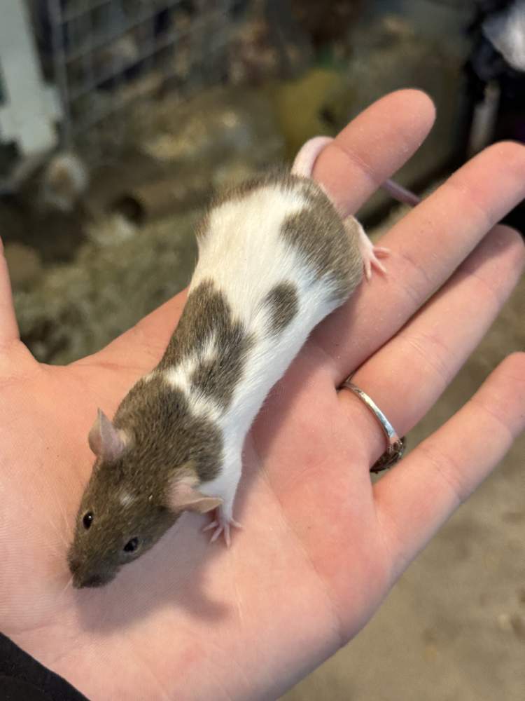 Fancy mouse Available for rehoming Mus musculus 