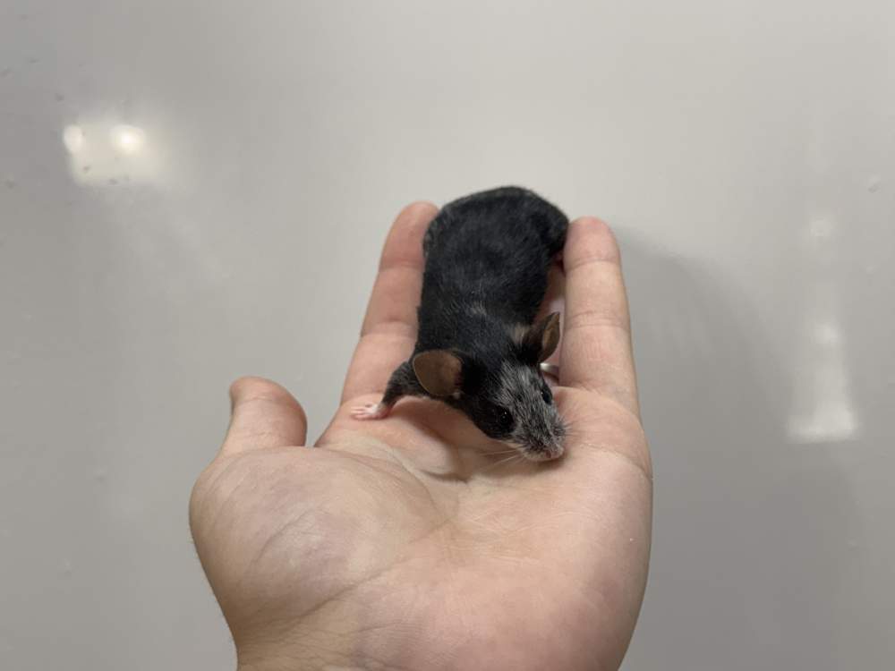 Fancy mouse Breeder Mus musculus 