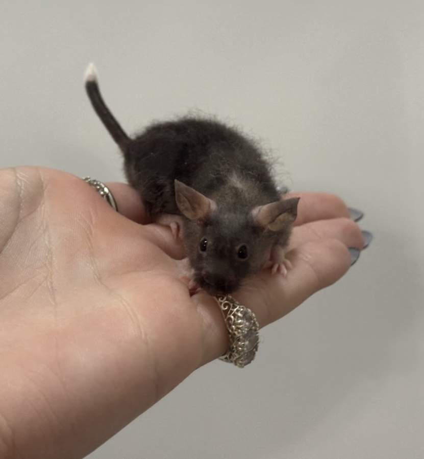 Fancy mouse Breeder Mus musculus 