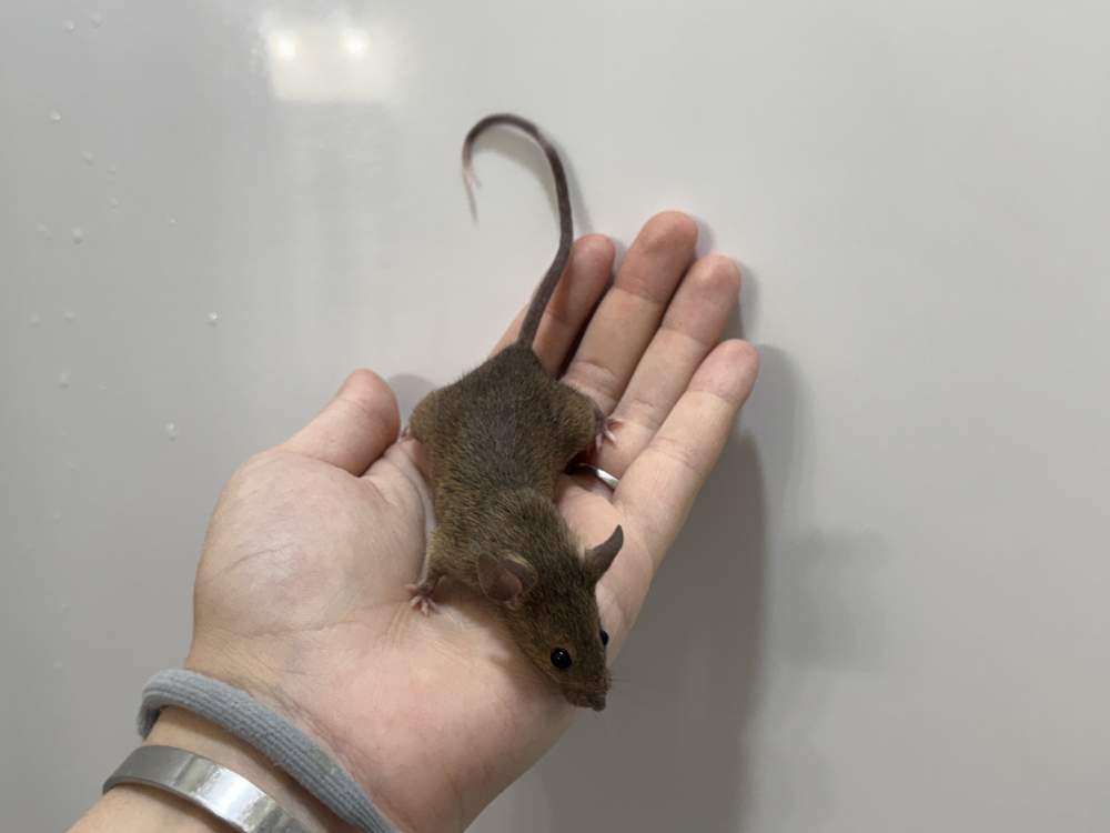 Fancy mouse Breeder Mus musculus 