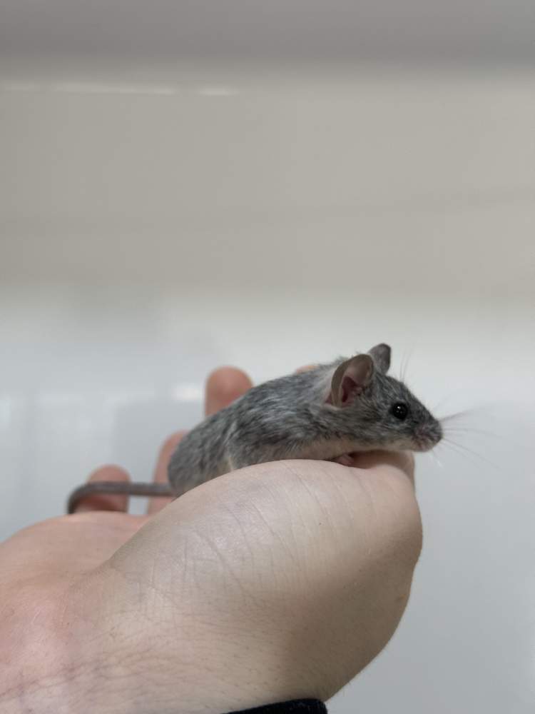 Fancy mouse Breeder Mus musculus 