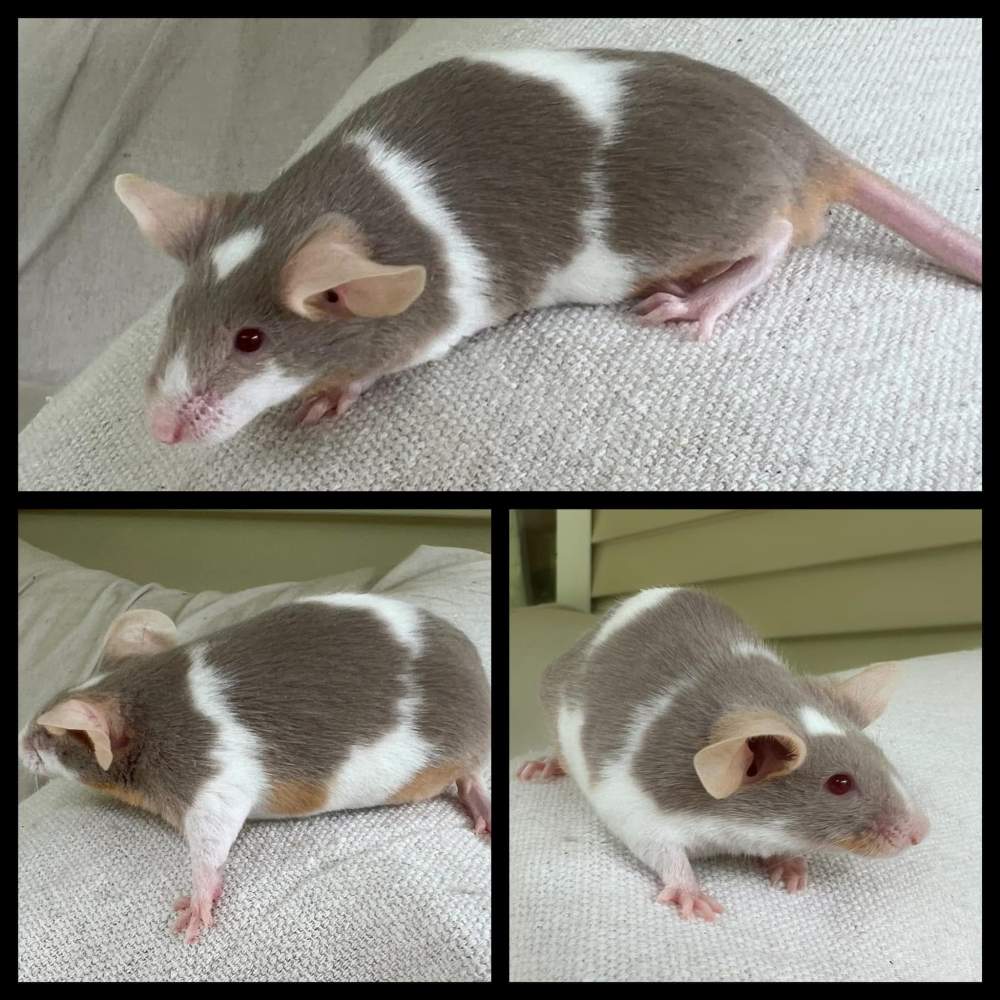 Fancy mouse Breeder Mus musculus 