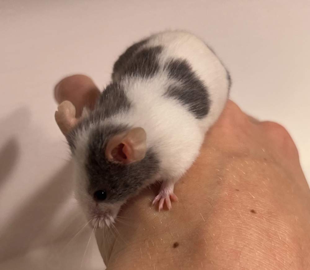 Fancy mouse Deceased Mus musculus 