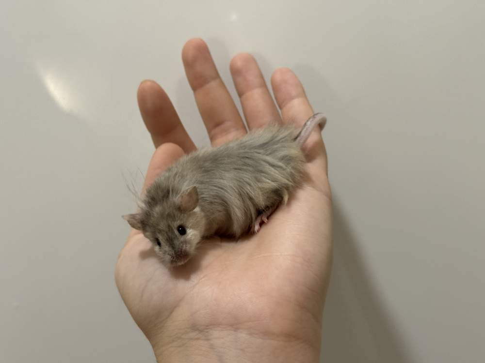 Fancy mouse Breeder Mus musculus 