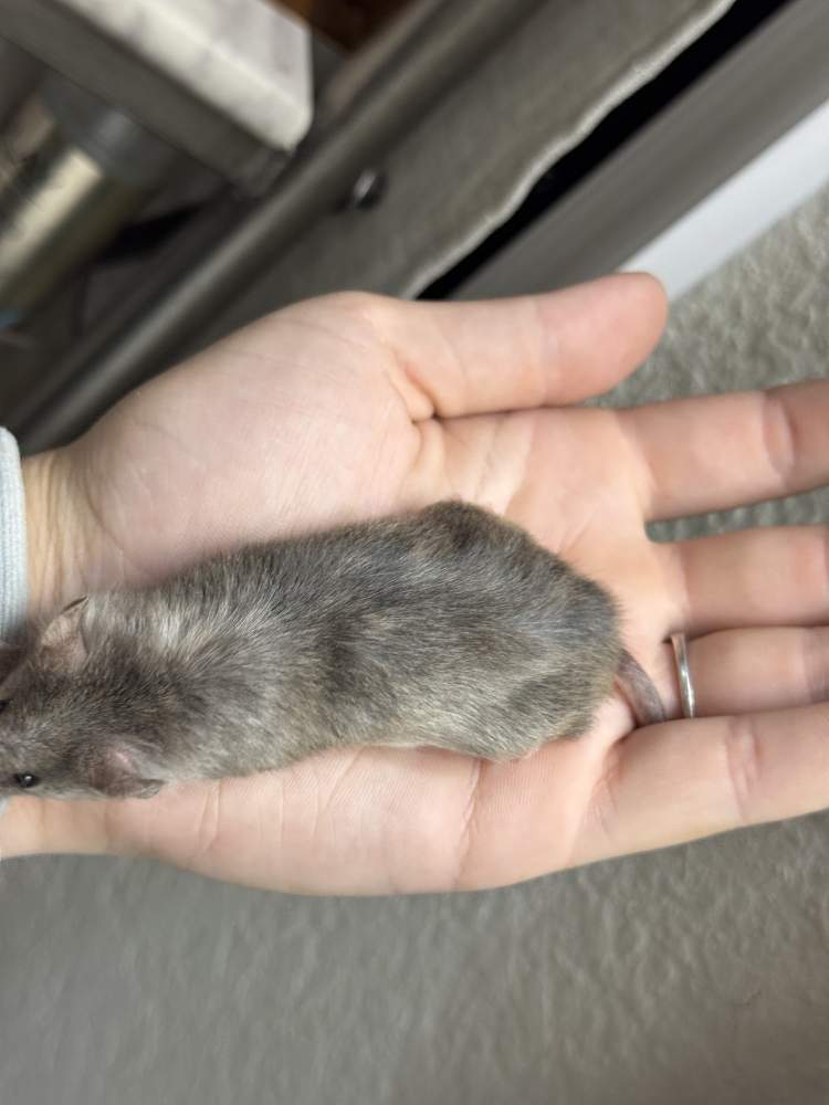Fancy mouse Breeder Mus musculus 