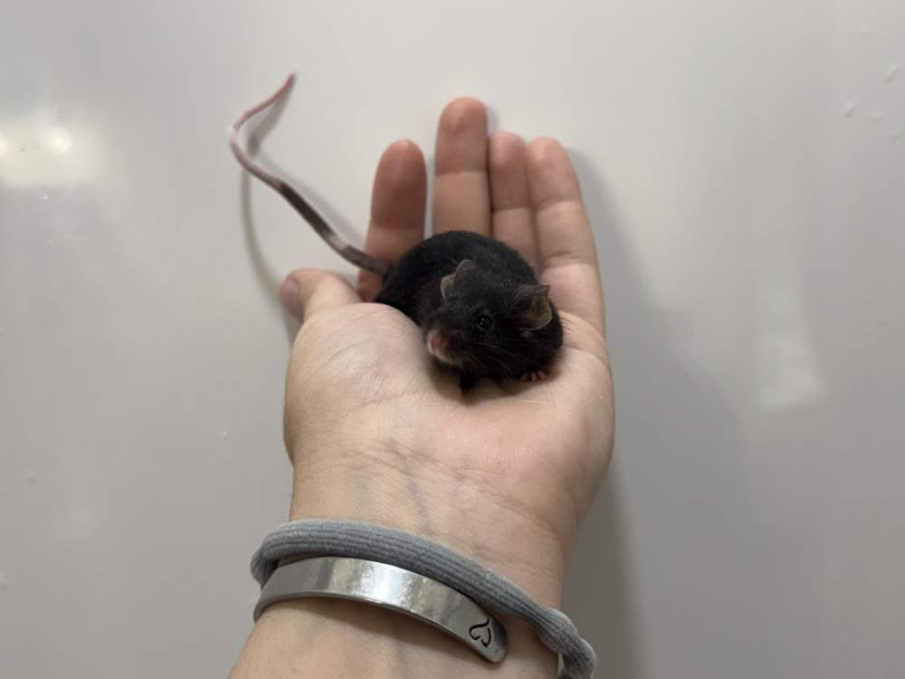 Fancy mouse Retired Mus musculus 