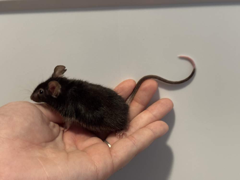 Fancy mouse Deceased Mus musculus 