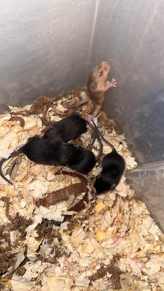 Fancy mouse Pet only Mus musculus 