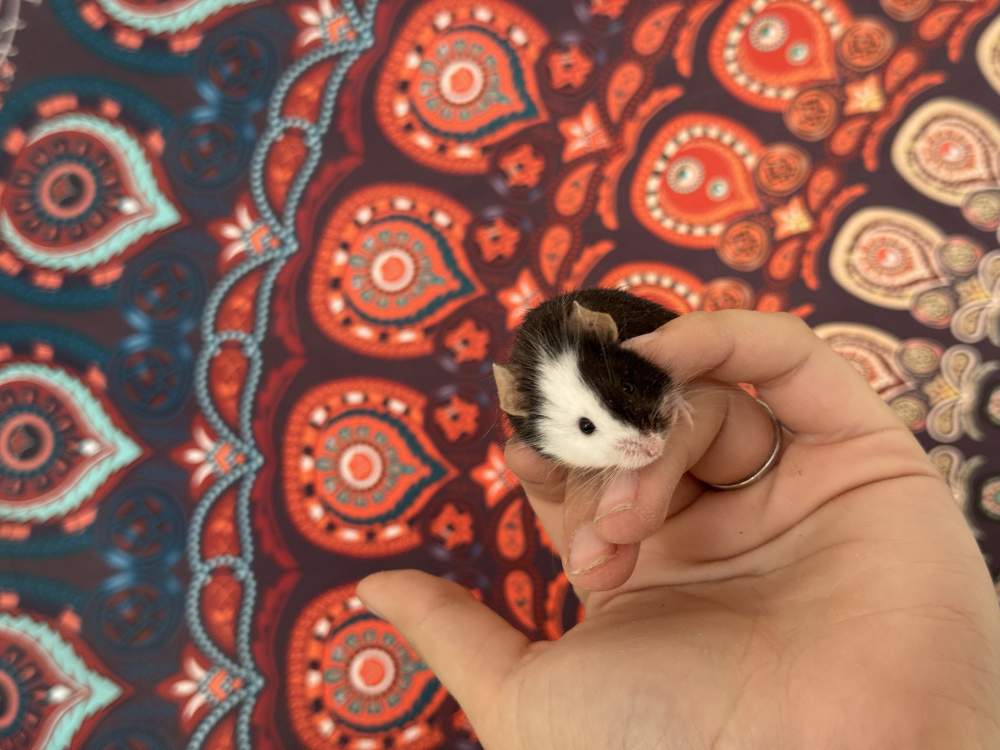 Fancy mouse Breeder Mus musculus 