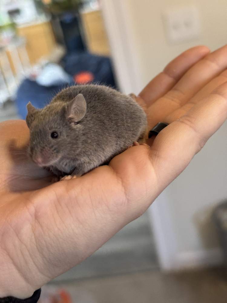 Fancy mouse Deceased Mus musculus 