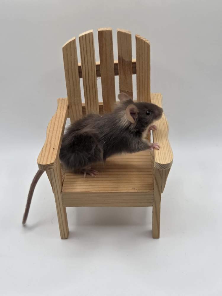 Fancy mouse Breeder Mus musculus 
