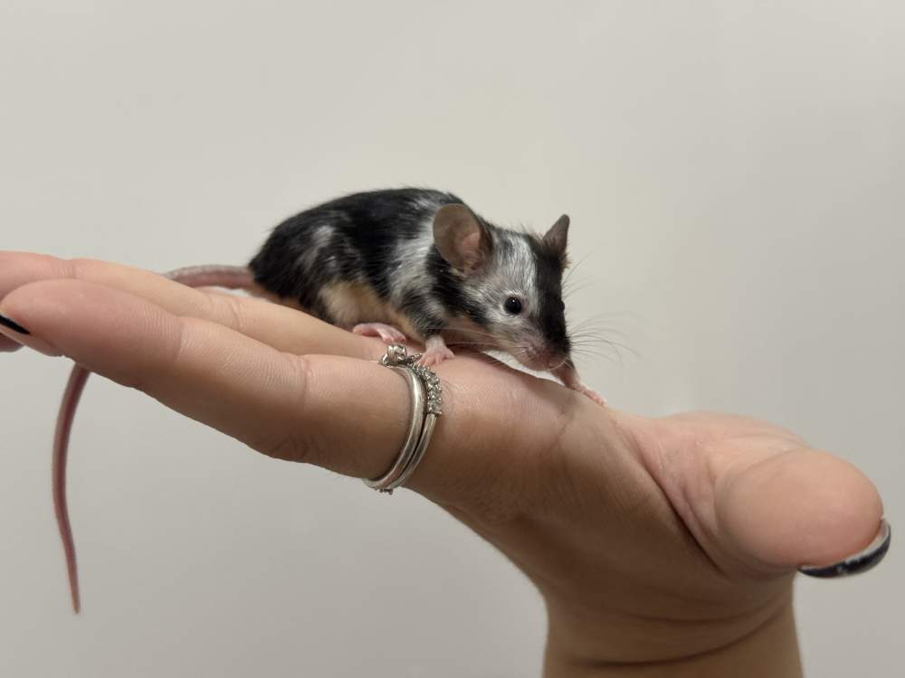 Fancy mouse Pet only Mus musculus 