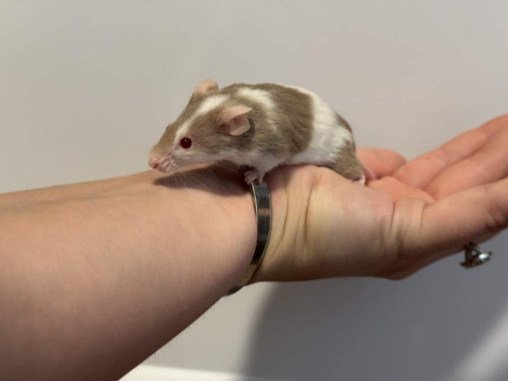 Fancy mouse Retired Mus musculus 