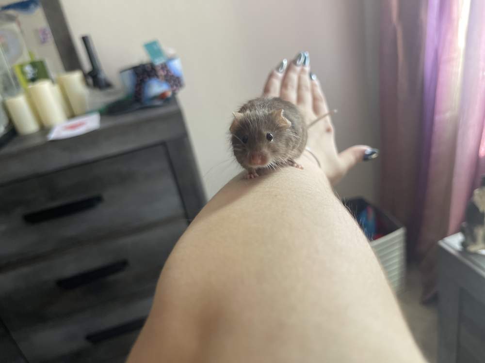 Fancy mouse Retired Mus musculus 